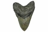 Fossil Megalodon Tooth - North Carolina #349358-1